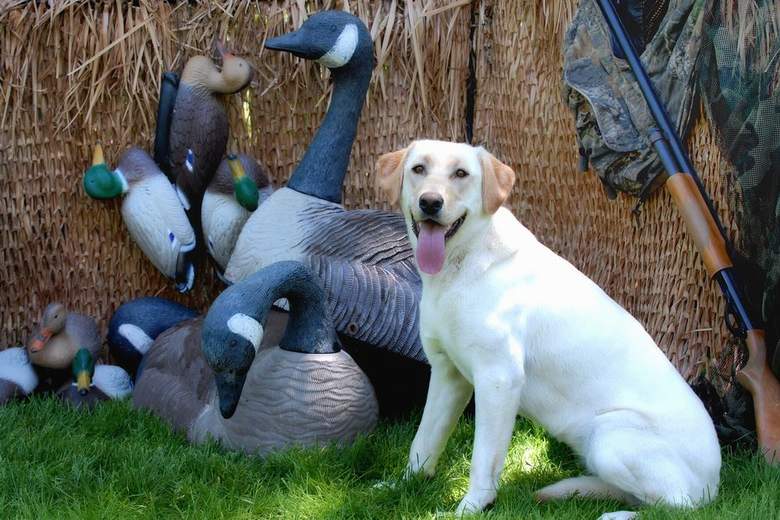 goose decoys for sale