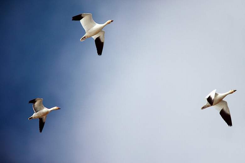 goose hunting tips